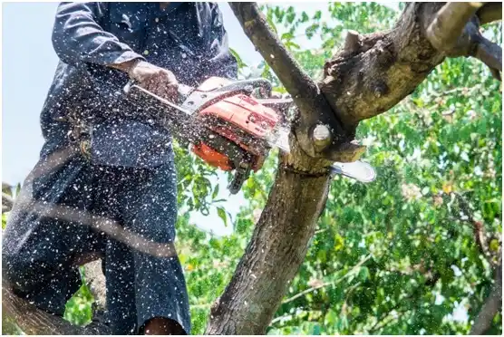 tree services Conashaugh Lakes
